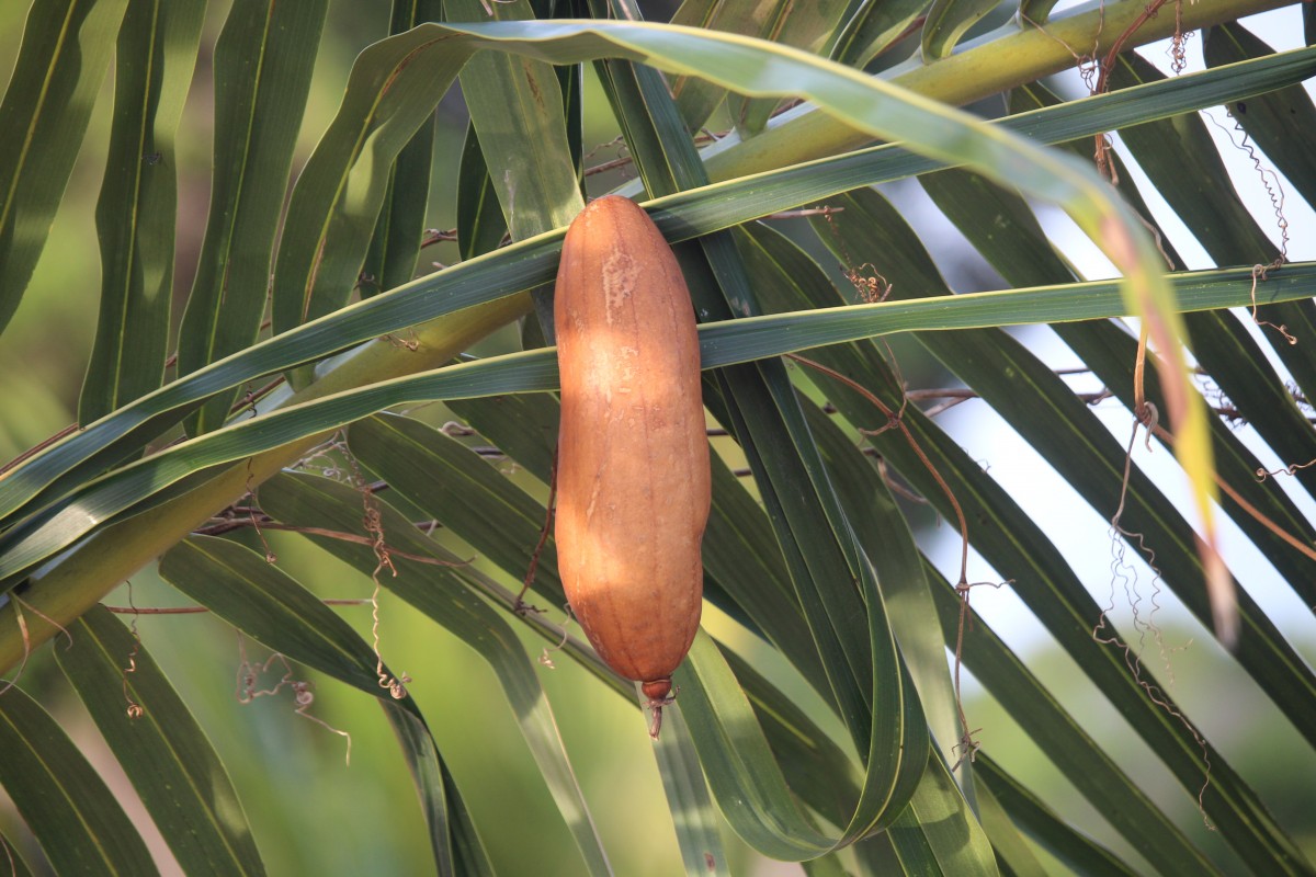 Luffa aegyptiaca Mill.